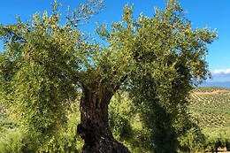 LA BIODIVERSA