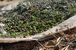 LA BIODIVERSA
