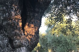 LA BIODIVERSA