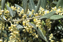 LA BIODIVERSA