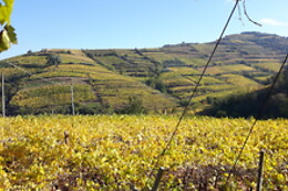 Società Agricola Casarotto