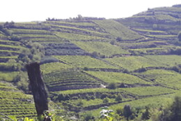 Società Agricola Casarotto
