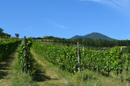 Azienda Agricola Elena Fucci
