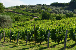 Azienda Agricola Elena Fucci