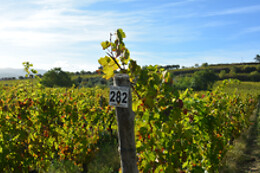 Azienda Agricola Elena Fucci
