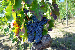 Azienda Agricola Elena Fucci