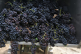 Cascina cà del bricco