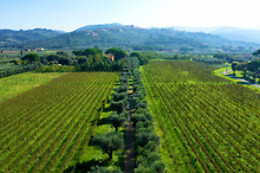 Tenuta Campo al Signore