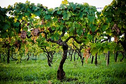 Casale Mattia
