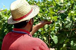 Azienda Agricola Biologica D'Ausilio