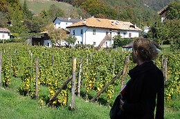 Azienda Agricola Viola