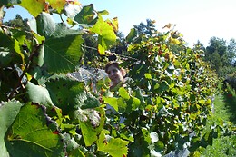Azienda Agricola Viola