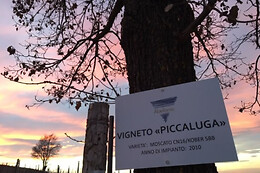 AZIENDA AGRICOLA ABELLONIO ROBERTO CASCINA PICCALUGA