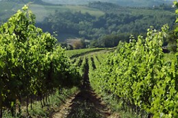 Tenuta Moriano