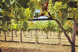 Cantine Capitani