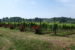 Società Agricola Giovanni Terenzi