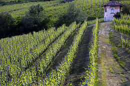 Poderi Marcarini