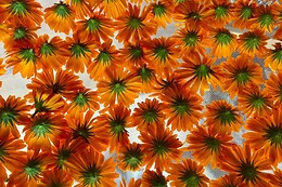 Anthemis