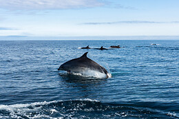 Oceanboat64