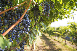 Azienda Agricola La Vigne