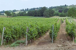 Azienda Agricola Ganaghello