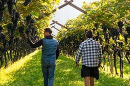 Azienda Agricola De Vigili