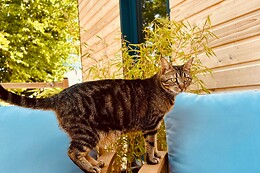 Tiny House des 4 vents