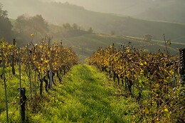La Bandina Traditional Wines