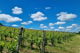 Tenuta di Aljano