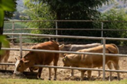 Agriturismo Cella di Montalto