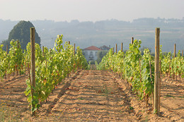 Quinta da Fata