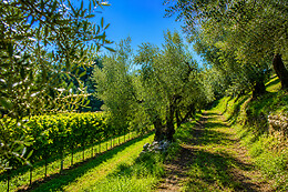 Colle d'Oro sul Lago