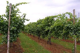 Agriturismo Acetaia Paltrinieri