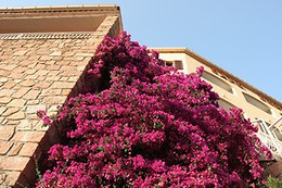 Hôtel Capo D'Orto***