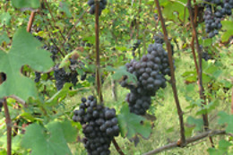 Azienda Agricola Fontechiara