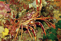 Diving In Elba