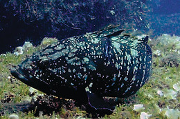 Diving In Elba