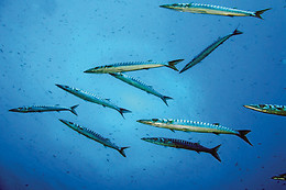 Diving In Elba