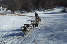 Jelet Mushing