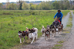 Jelet Mushing