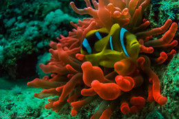 Diving Degli Etruschi