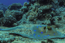 Diving Degli Etruschi