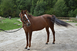 Chartres équitation