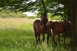 Attelage passion