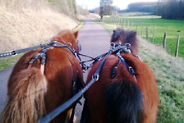 Attelage passion