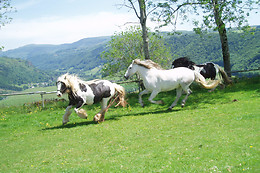 Domaine de la chaux de revel