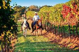 Le Haras des Ouches
