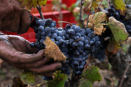 BODEGAS CASTAÑO