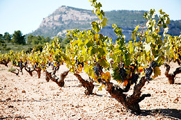 BODEGAS CASTAÑO