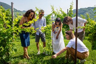 Visita guidata della cantina con degustazione di vini presso PDC Cartizze nelle colline di Valdobbiadene